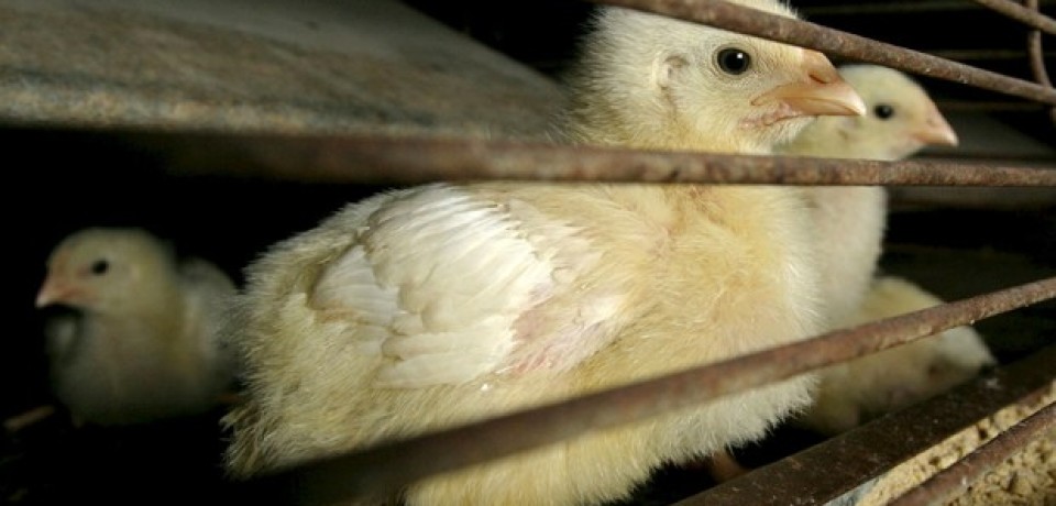 Gripe aviária se espalha pela África; ONU teme contágio humano