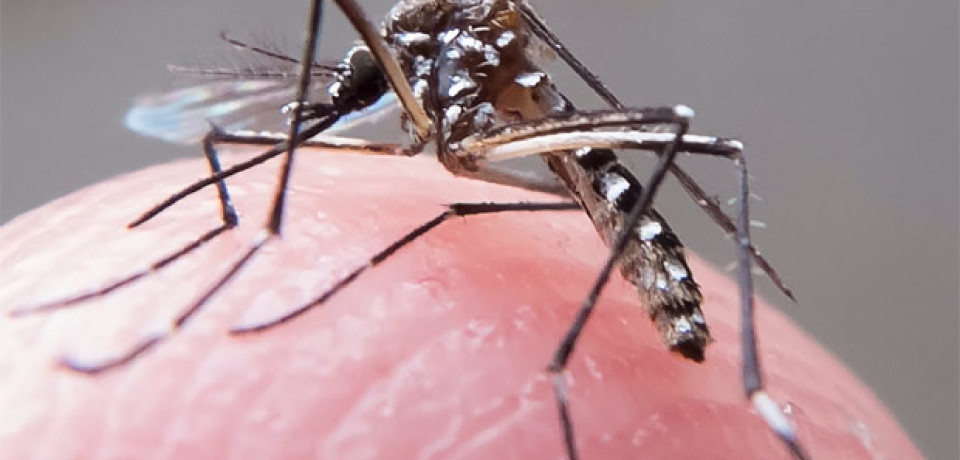 Ministério confirma a 3ª morte por zika e amplia dúvidas sobre alcance do vírus