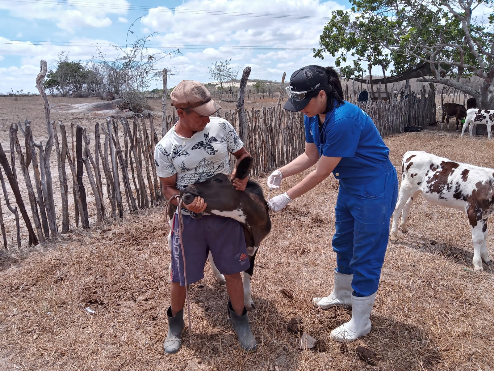 Pernambuco realiza de 15 a 30 de abril vacinação Febre Aftosa