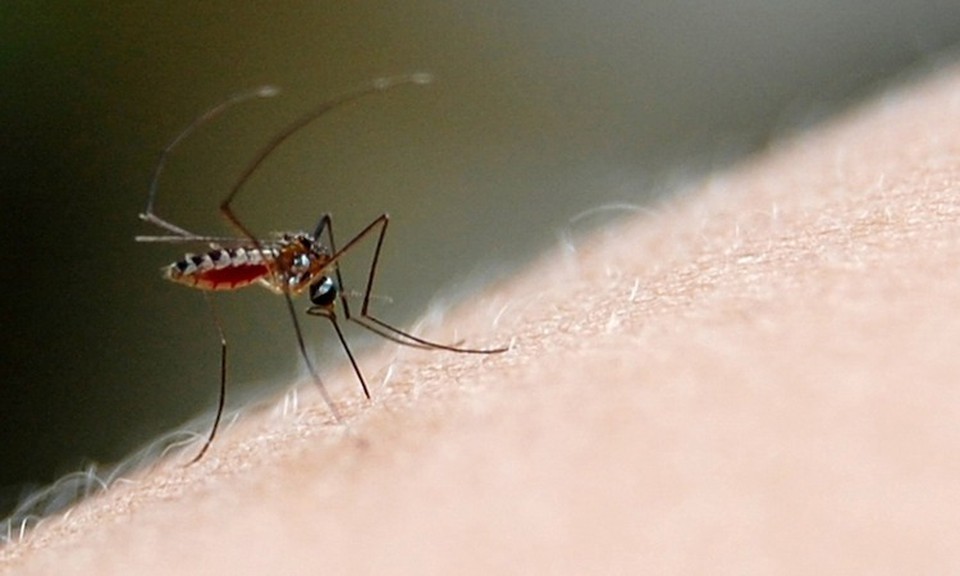 Pernambuco registra quase 2 mil casos de dengue em 2024