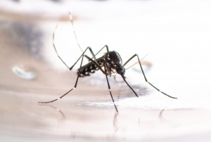 Quais são os sinais da dengue e como diferenciá-la de outras viroses