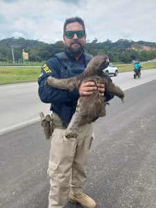 Bicho-preguiça é resgatado pela PRF em rodovia de Jaboatão dos Guararapes