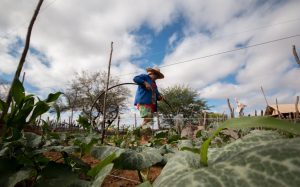 Latino-americanos visitarão semiárido brasileiro para intercâmbio sobre clima